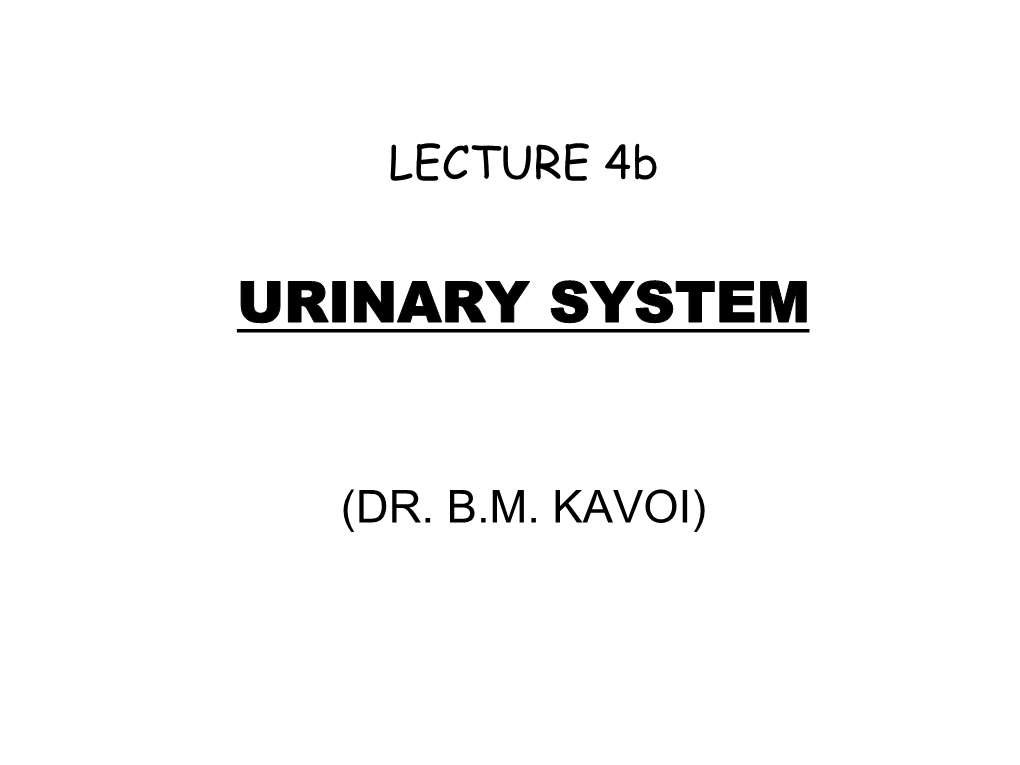 HISTOLOGY of URINARY ORGANS 1. Kidney