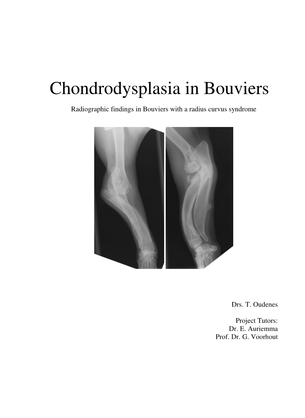 Chondrodysplasia in Bouviers