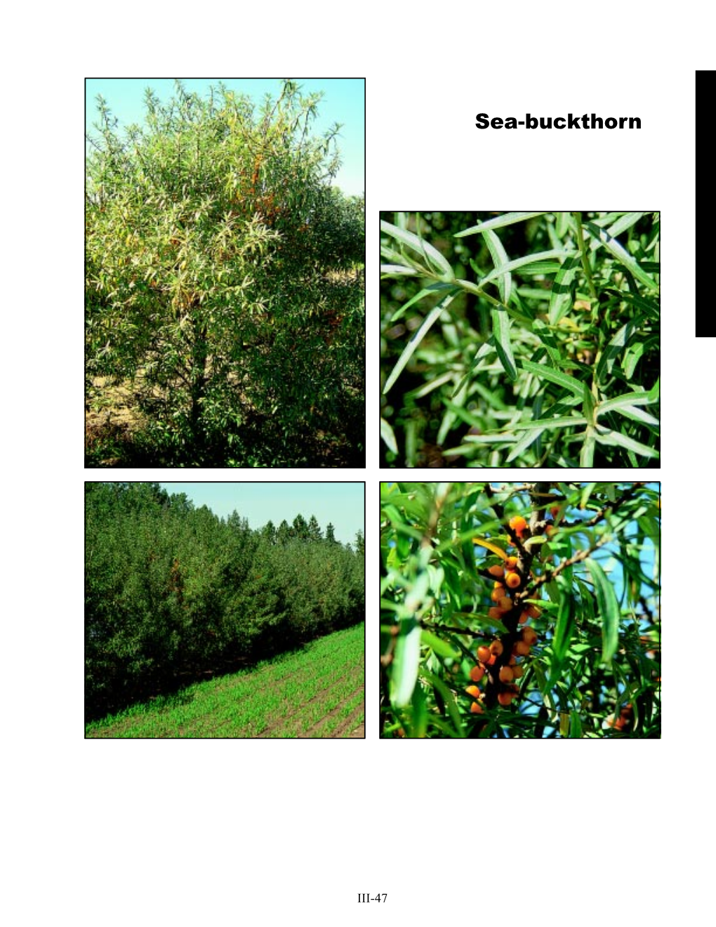 Sea-Buckthorn