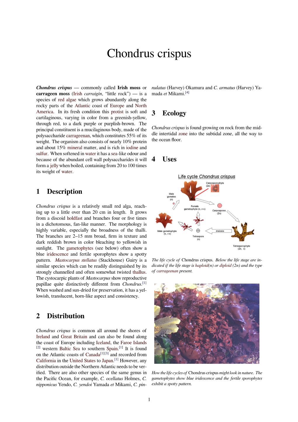 Chondrus Crispus