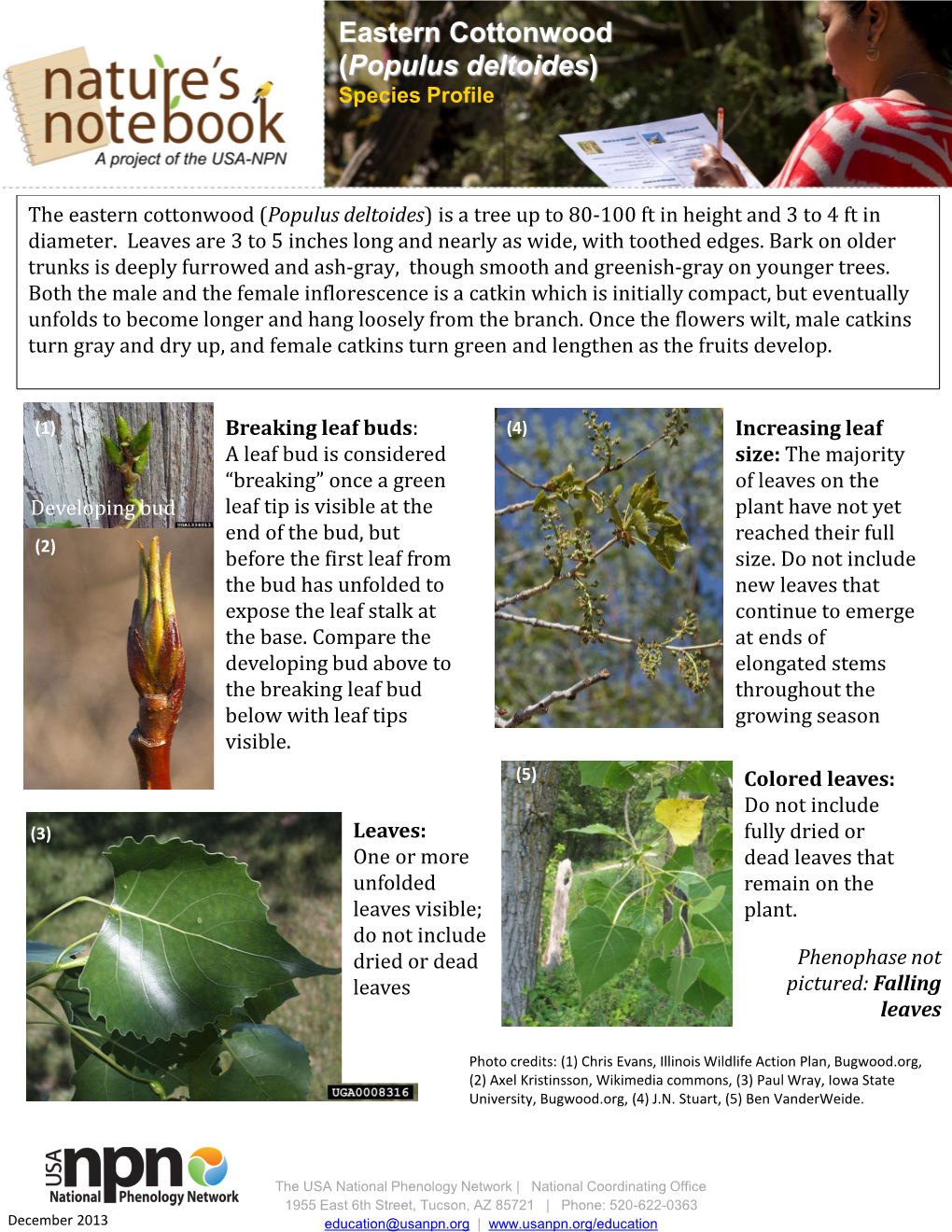 Eastern Cottonwood (Populus Deltoides) Species Profile