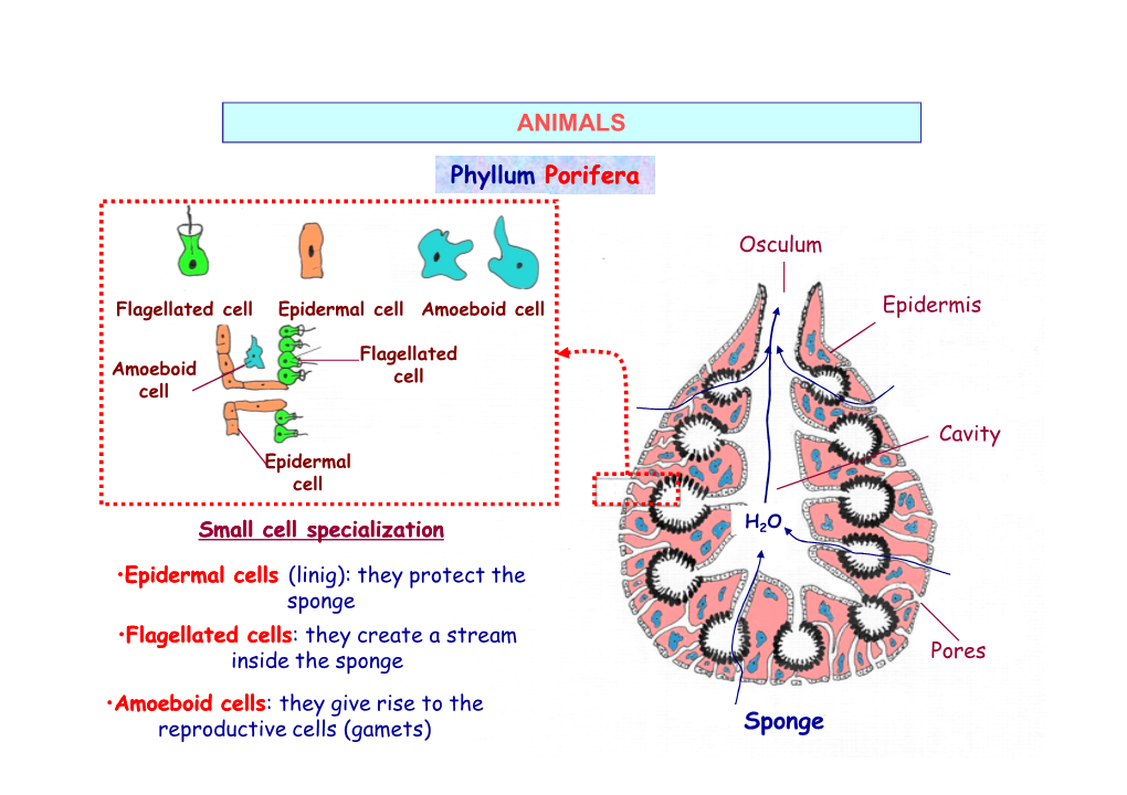 ANIMALS Phyllum Porifera Sponge