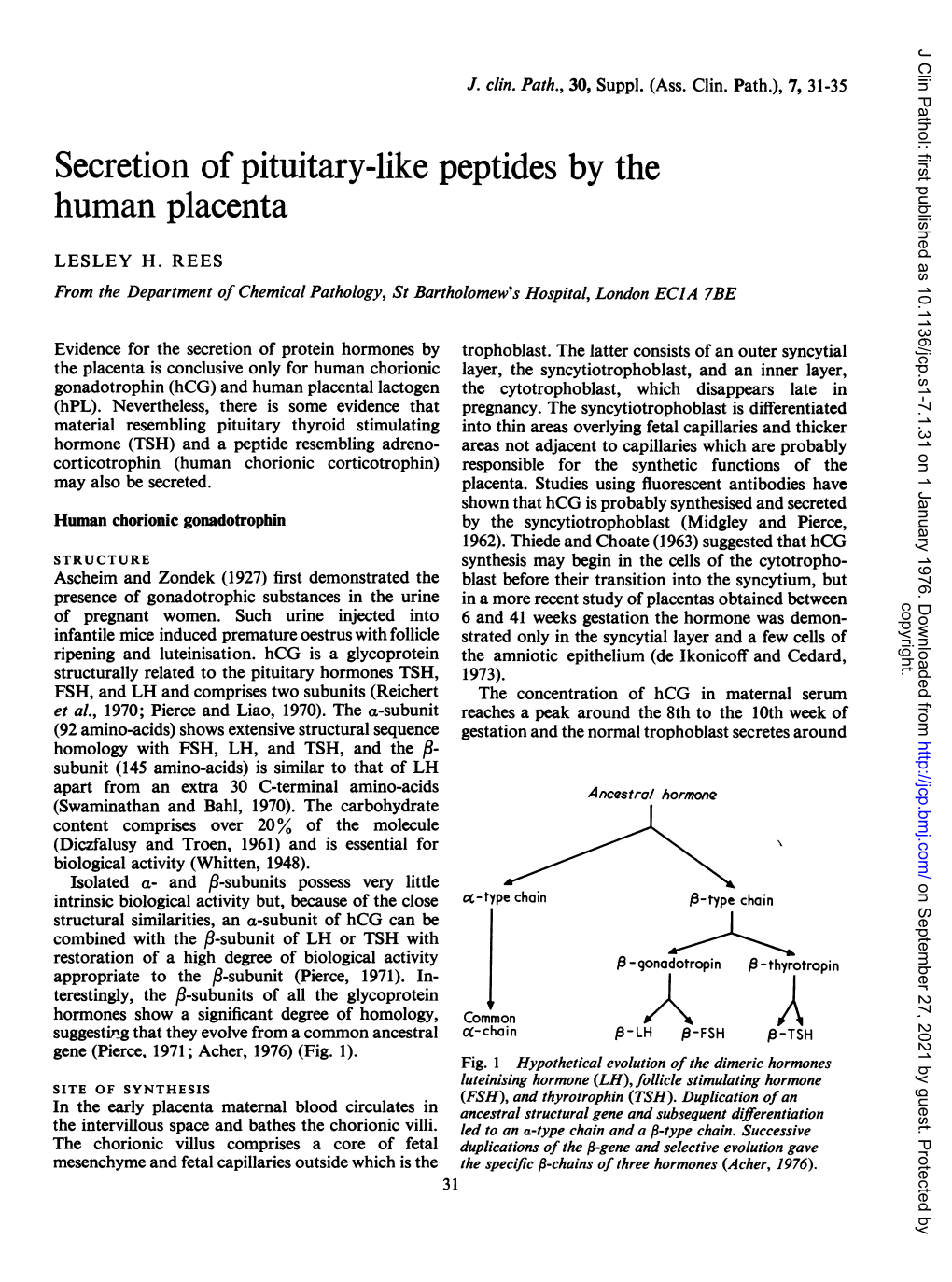 Secretion of Pituitary-Like Peptides by the Human Placenta