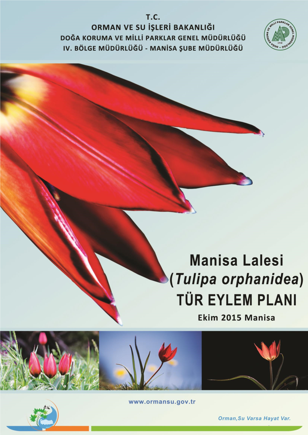 Tulipa Orphanidea Boiss. Ex Heldr. TÜR EYLEM PLANI