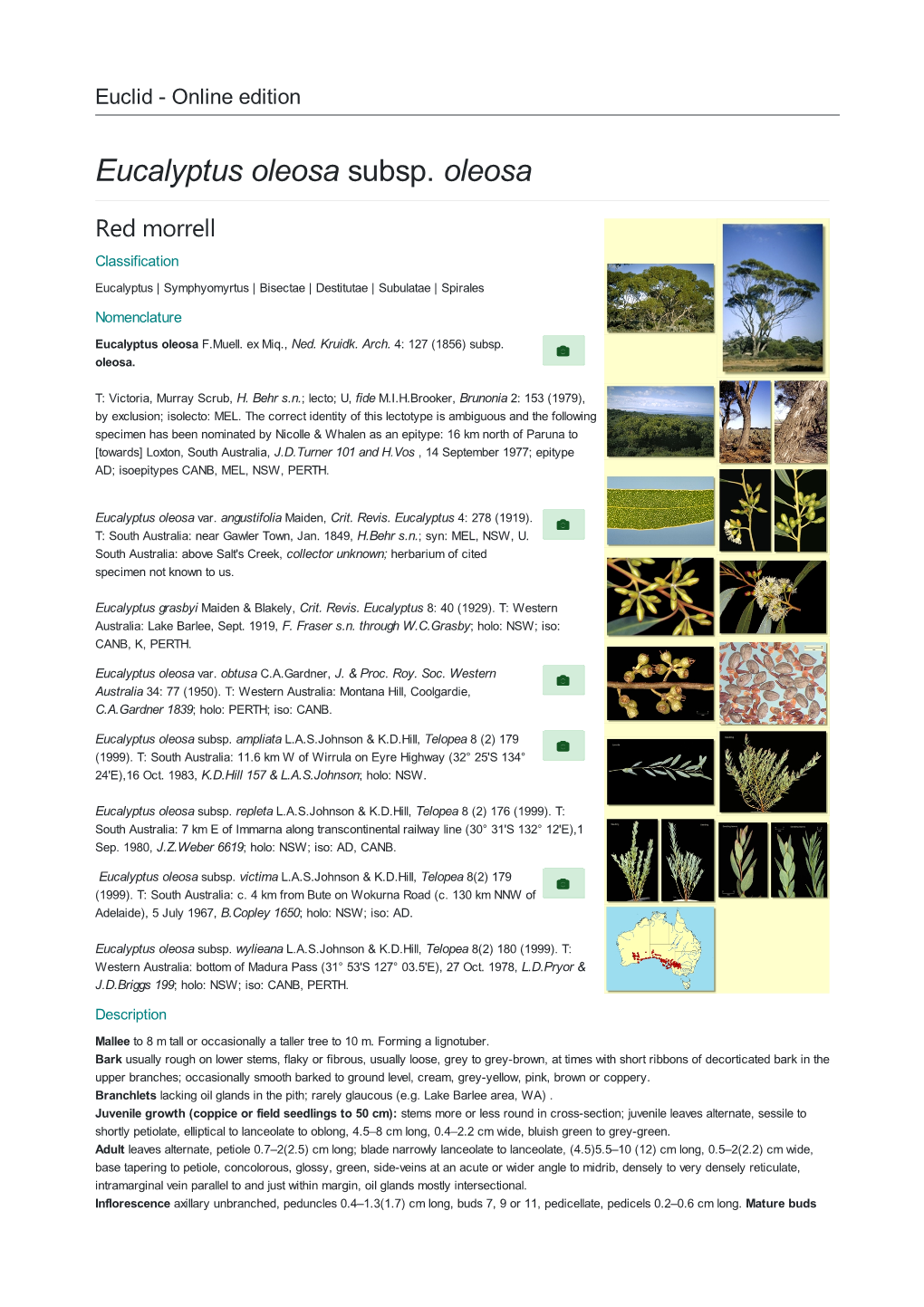 Eucalyptus Oleosa Subsp. Oleosa Red Morrell Classification Eucalyptus | Symphyomyrtus | Bisectae | Destitutae | Subulatae | Spirales Nomenclature