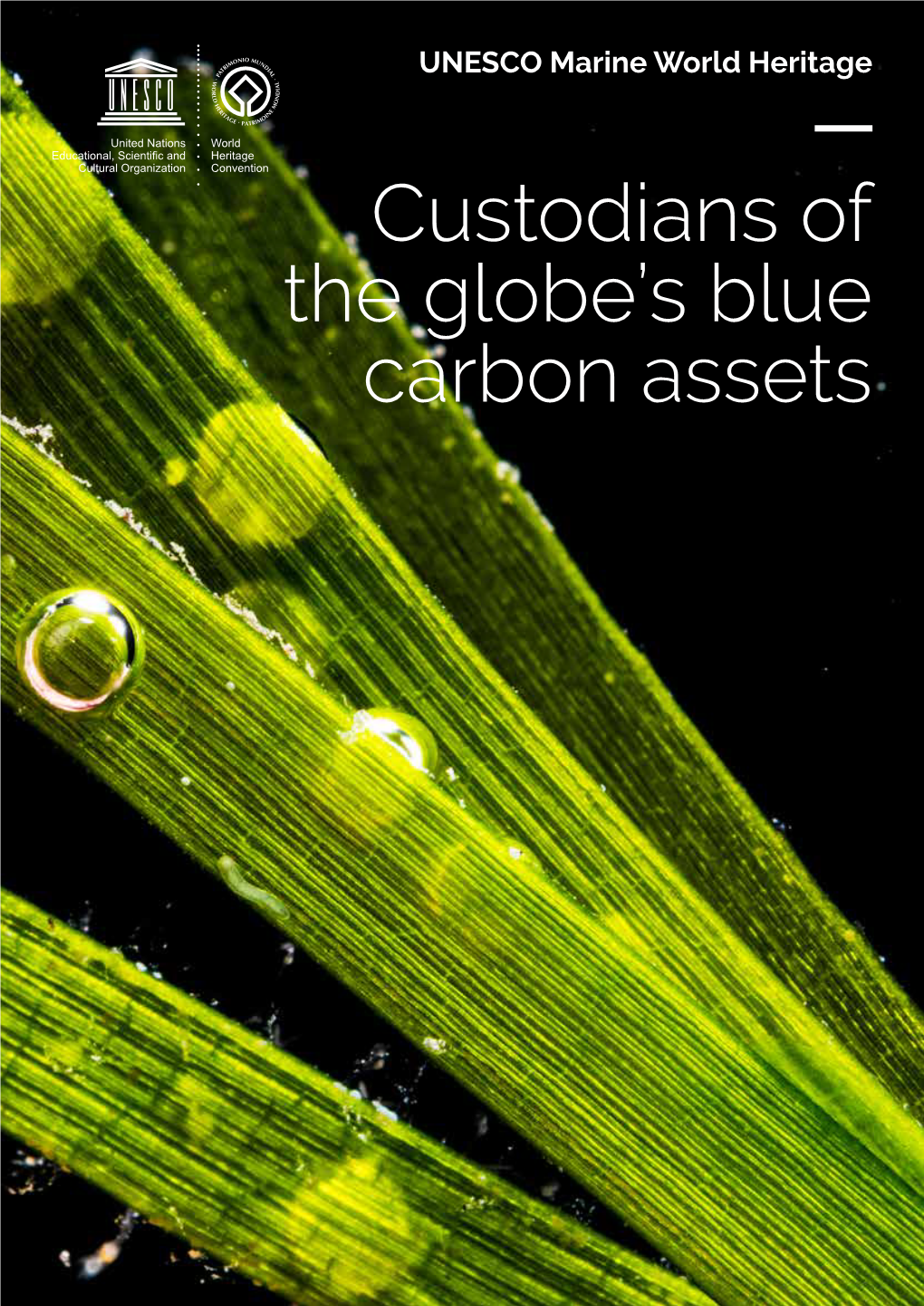 Custodians of the Globe's Blue Carbon Assets