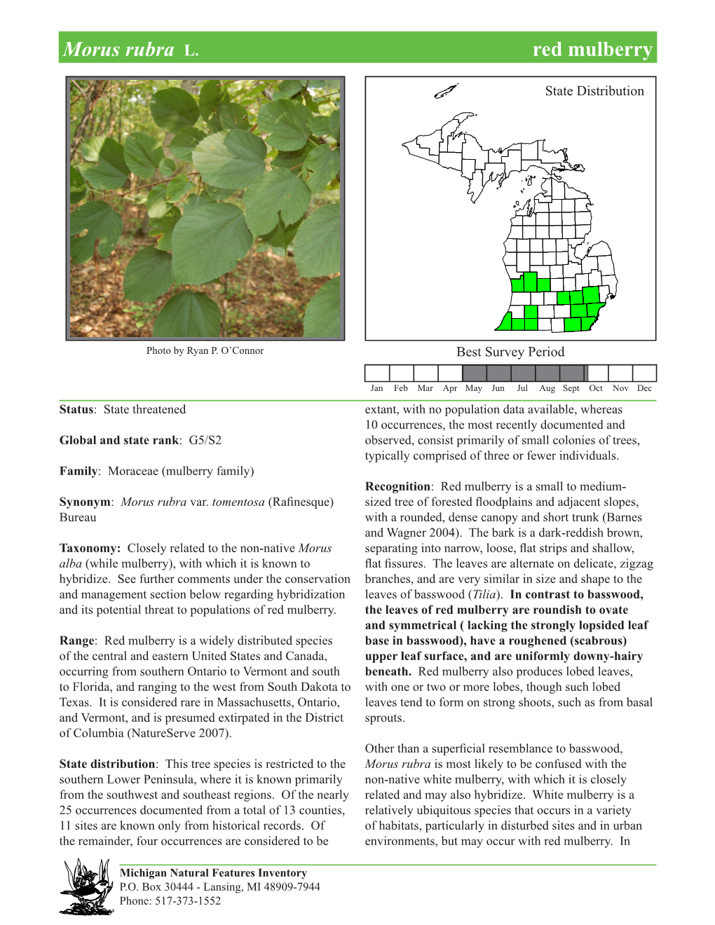 Morus Rubra (Red Mulberry)