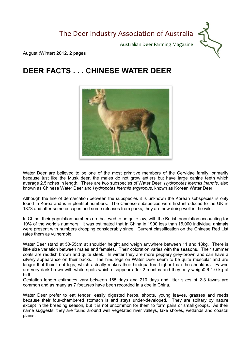 Chinese Water Deer