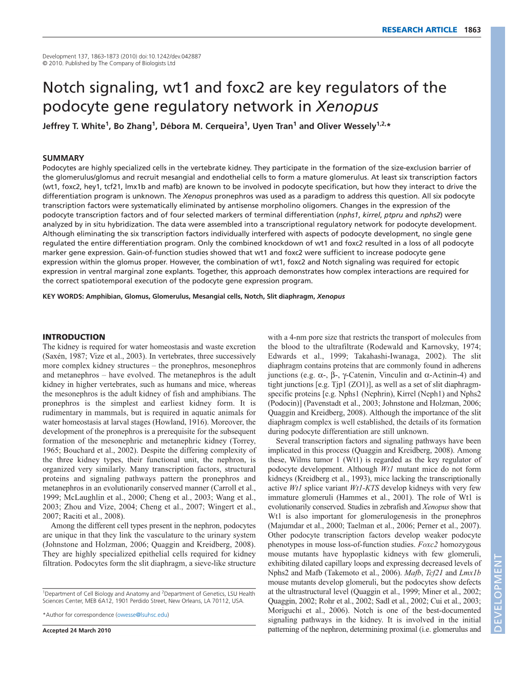 Notch Signaling, Wt1 and Foxc2 Are Key Regulators of the Podocyte Gene Regulatory Network in Xenopus Jeffrey T