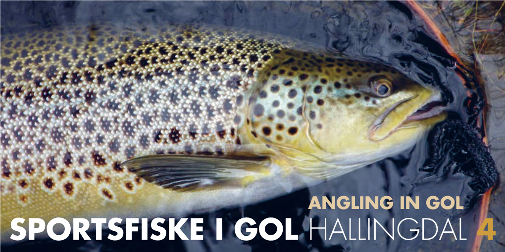 Fiske I Gol Hallingdal 4