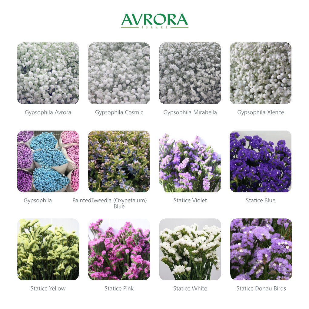 Katalog Avrora WEB.FH10