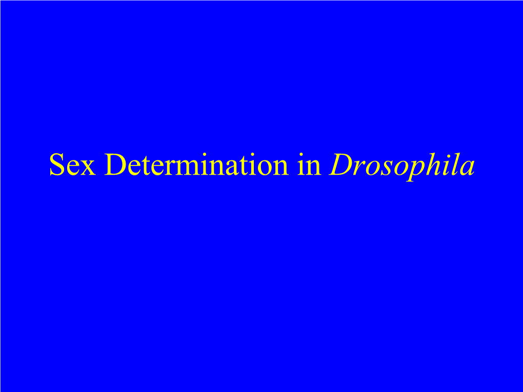 Sex Determination in Drosophila What Is the Role of Sex Chromosomes in Drosophila?