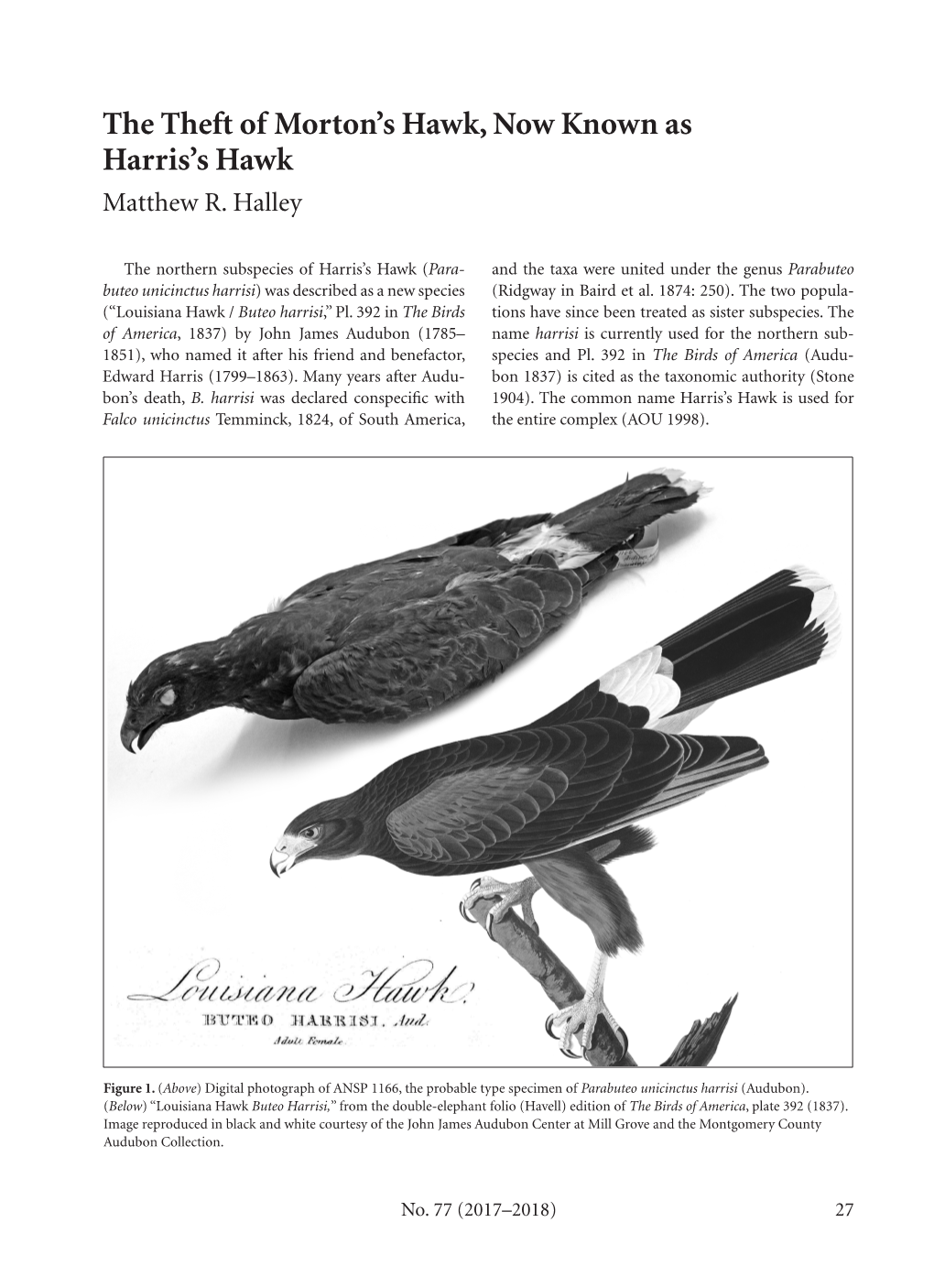 The Theft of Morton's Hawk, Now Known As Harris's Hawk