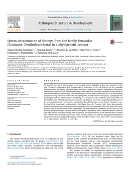 Sperm Ultrastructure of Shrimps from the Family Penaeidae (Crustacea: Dendrobranchiata) in a Phylogenetic Context