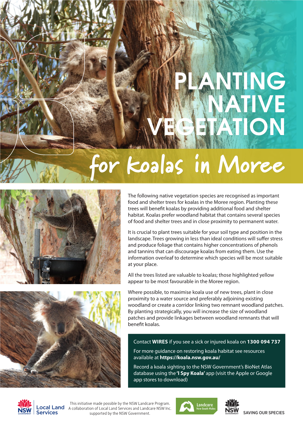 For Koalas in Moree