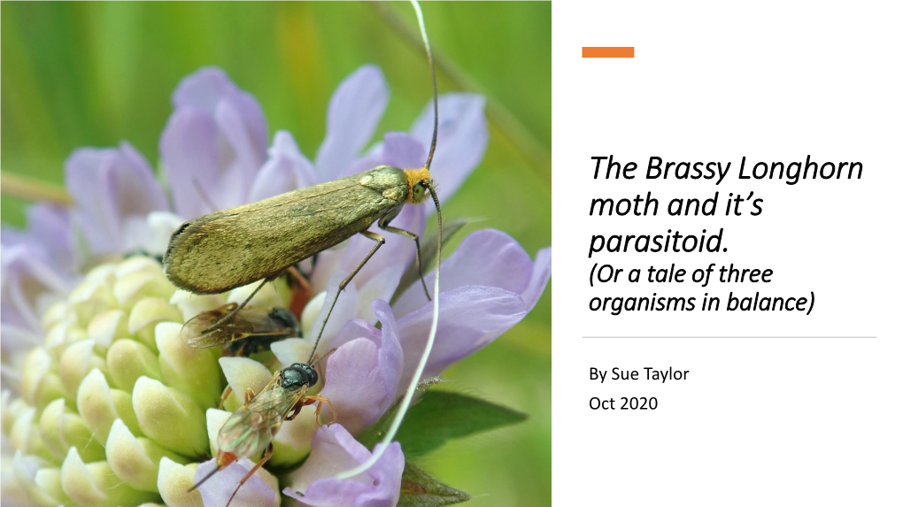 The Brassy Longhorn Moth and It's Parasitoid