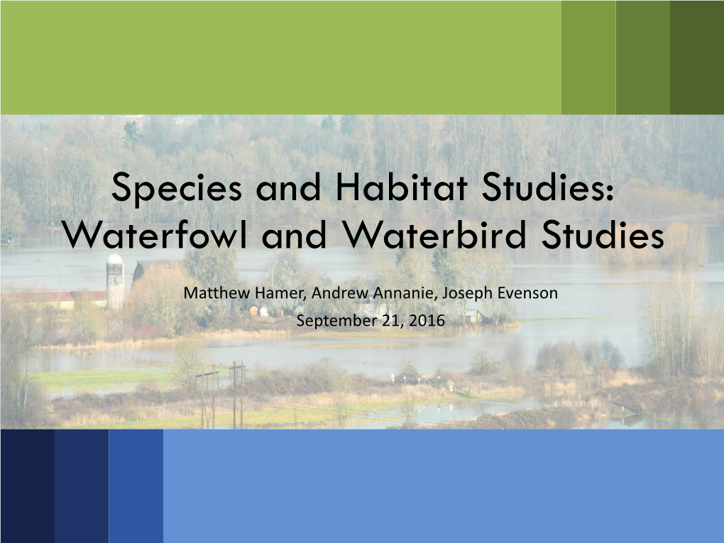 Waterfowl and Waterbird Studies