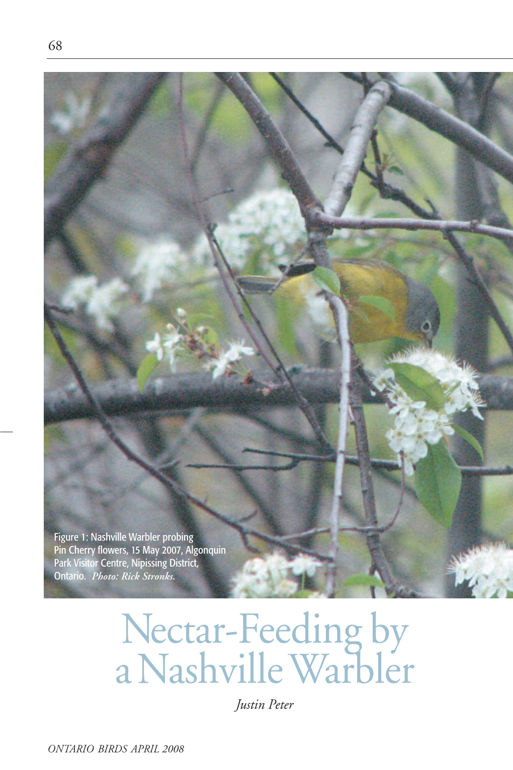 Nectar-Feeding Behaviour by a Nashville Warbler