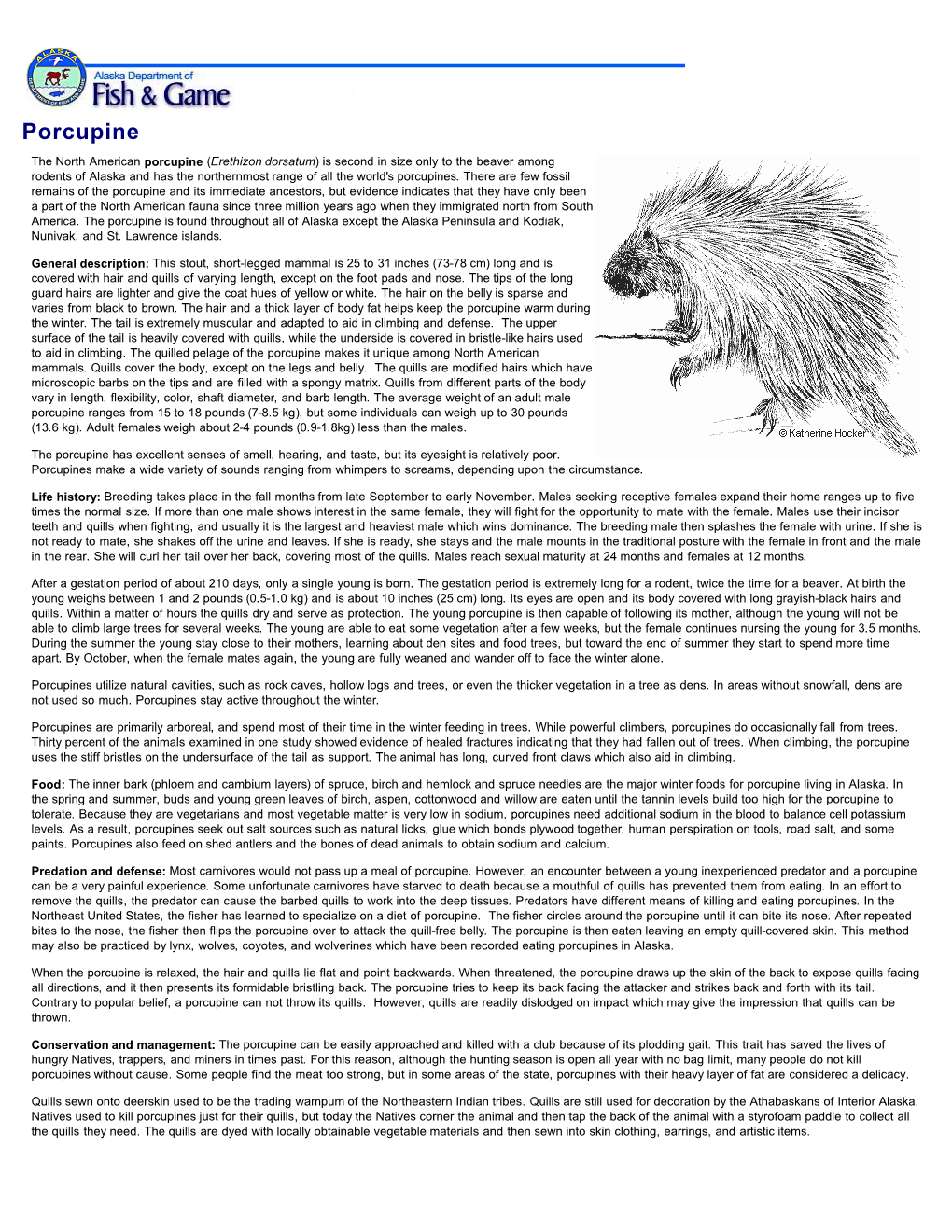 Porcupine: Wildlife Notebook Series