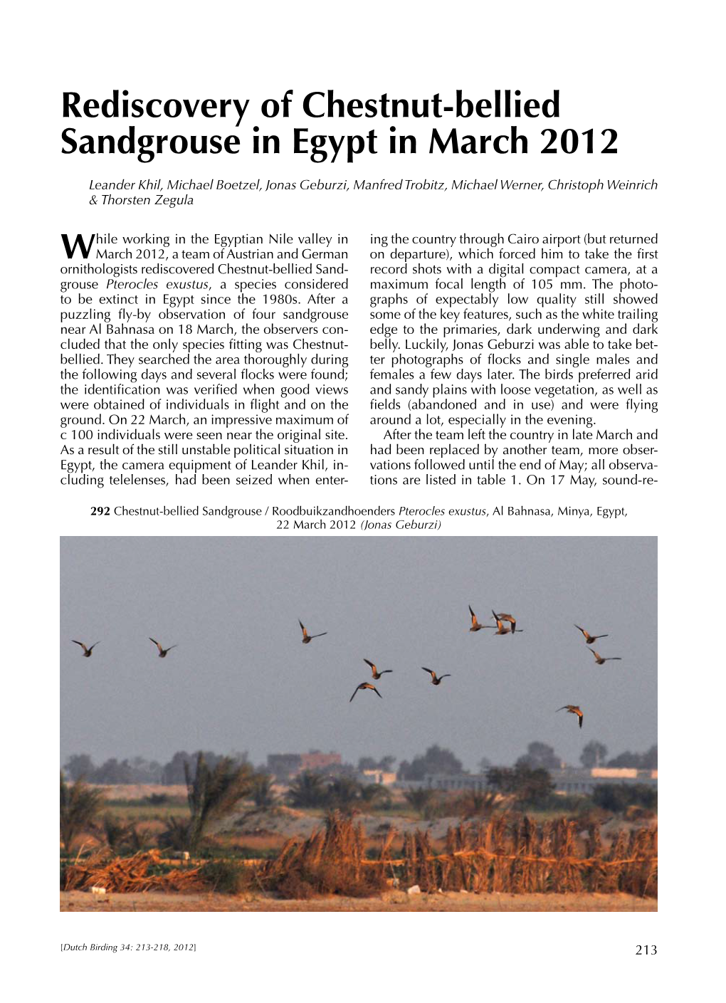Rediscovery of Chestnut-Bellied Sandgrouse in Egypt in March 2012