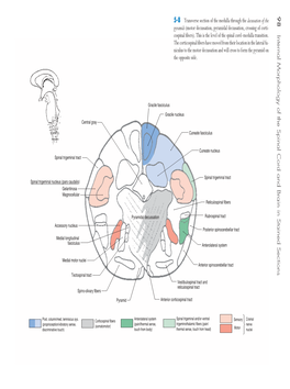 98 Internal Morphology of the Spinal Cord and Brain in Stained Sections