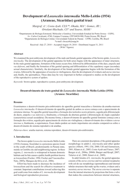 Development of Loxosceles Intermedia Mello-Leitão (1934