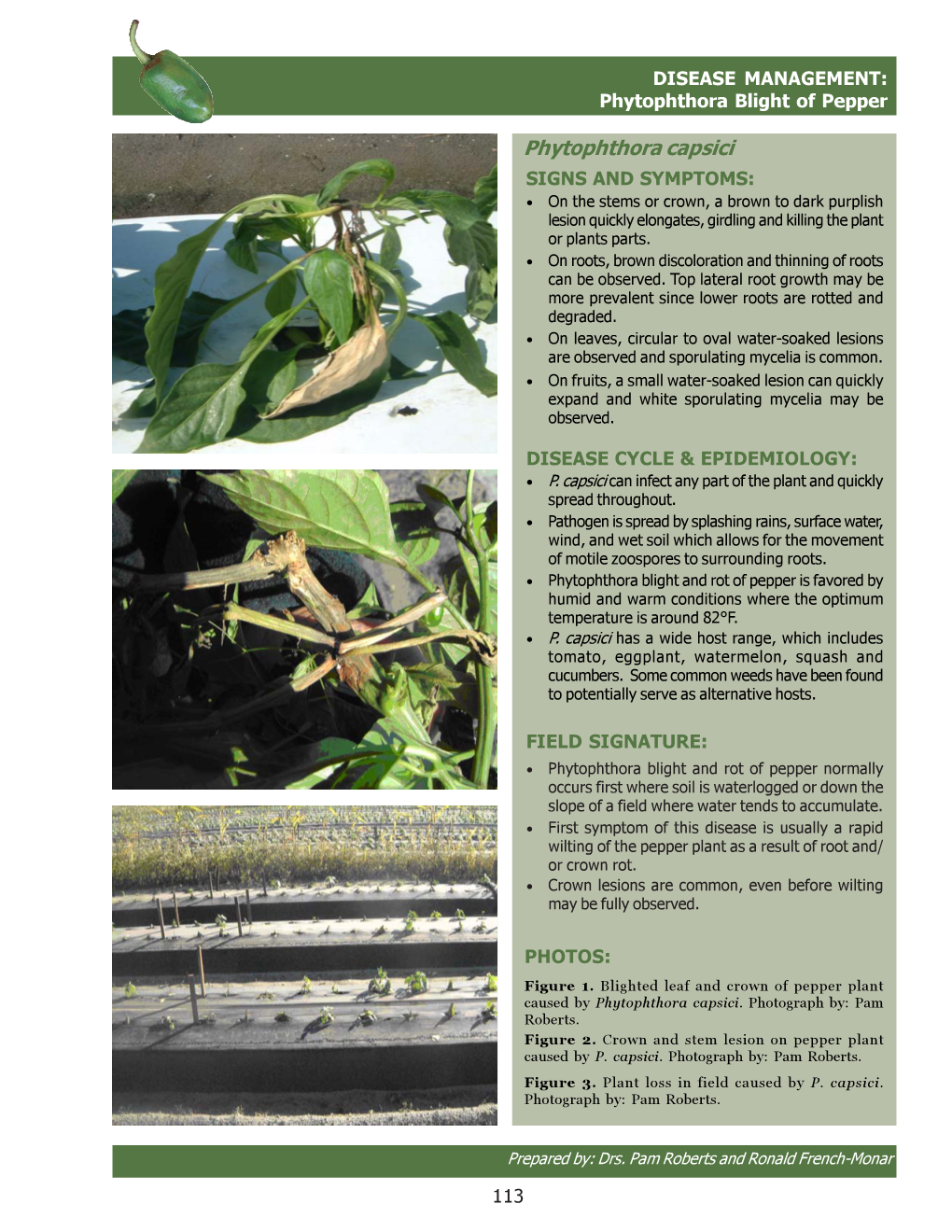 Phytophthora Blight of Pepper