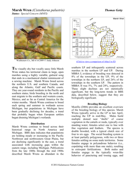 Marsh Wren (Cistothorus Palustris) Thomas Getty Status: Special Concern (MNFI)