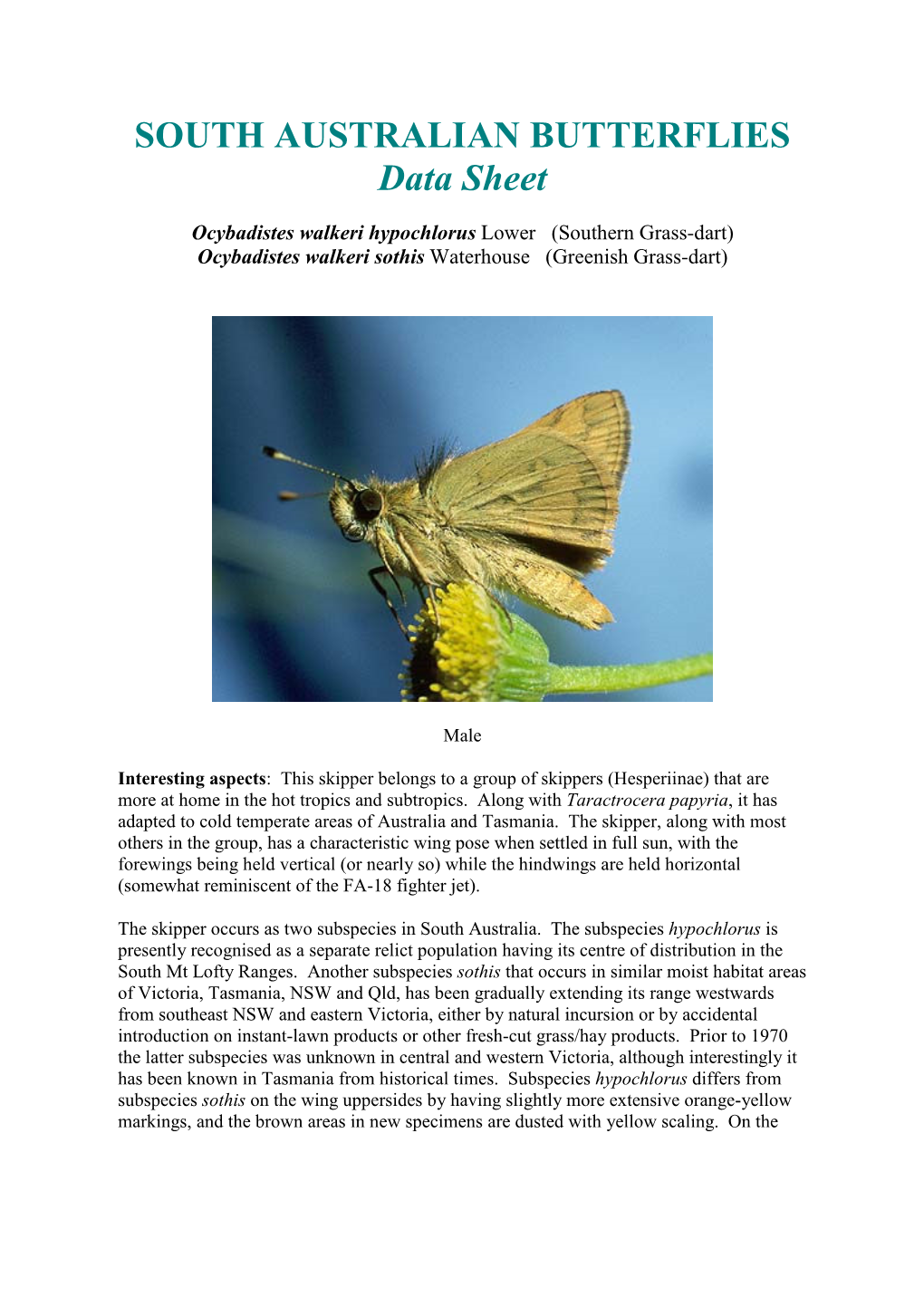 SOUTH AUSTRALIAN BUTTERFLIES Data Sheet