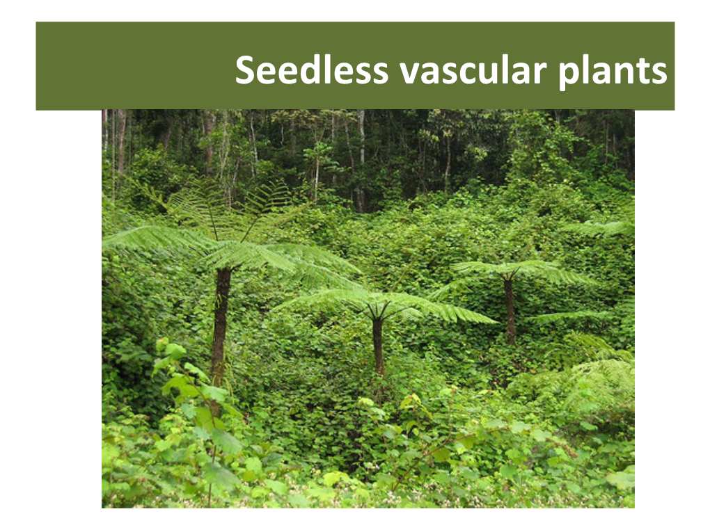 Seedless Vascular Plants Seedless Vascular Plants