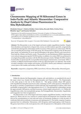 Chromosome Mapping of 5S Ribosomal Genes in Indo-Paciﬁc and Atlantic Muraenidae: Comparative Analysis by Dual Colour Fluorescence in Situ Hybridisation