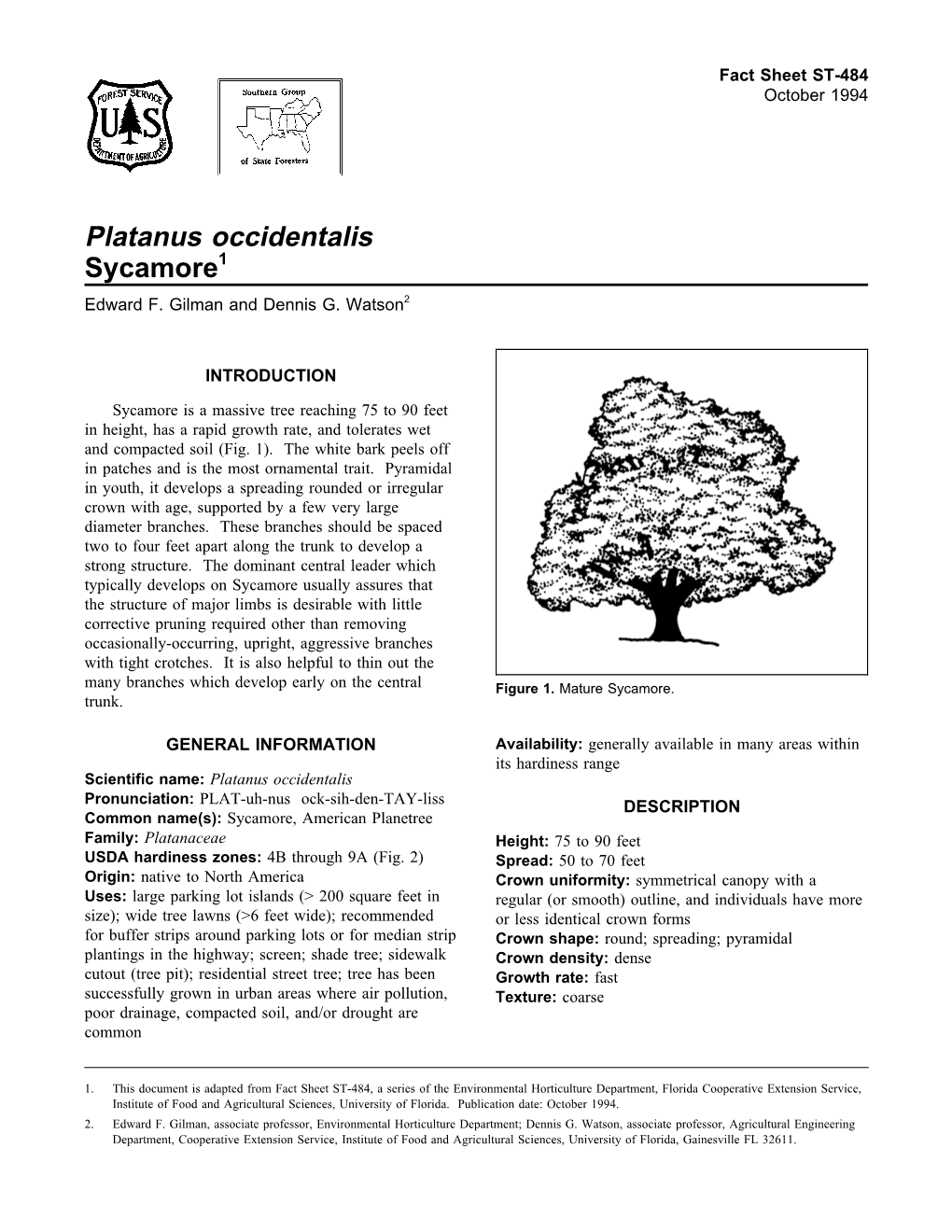 Platanus Occidentalis Sycamore1 Edward F