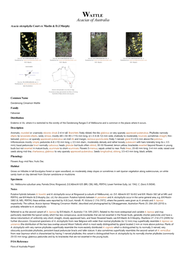 Acacia Stictophylla Court Ex Maslin & D.J.Murphy
