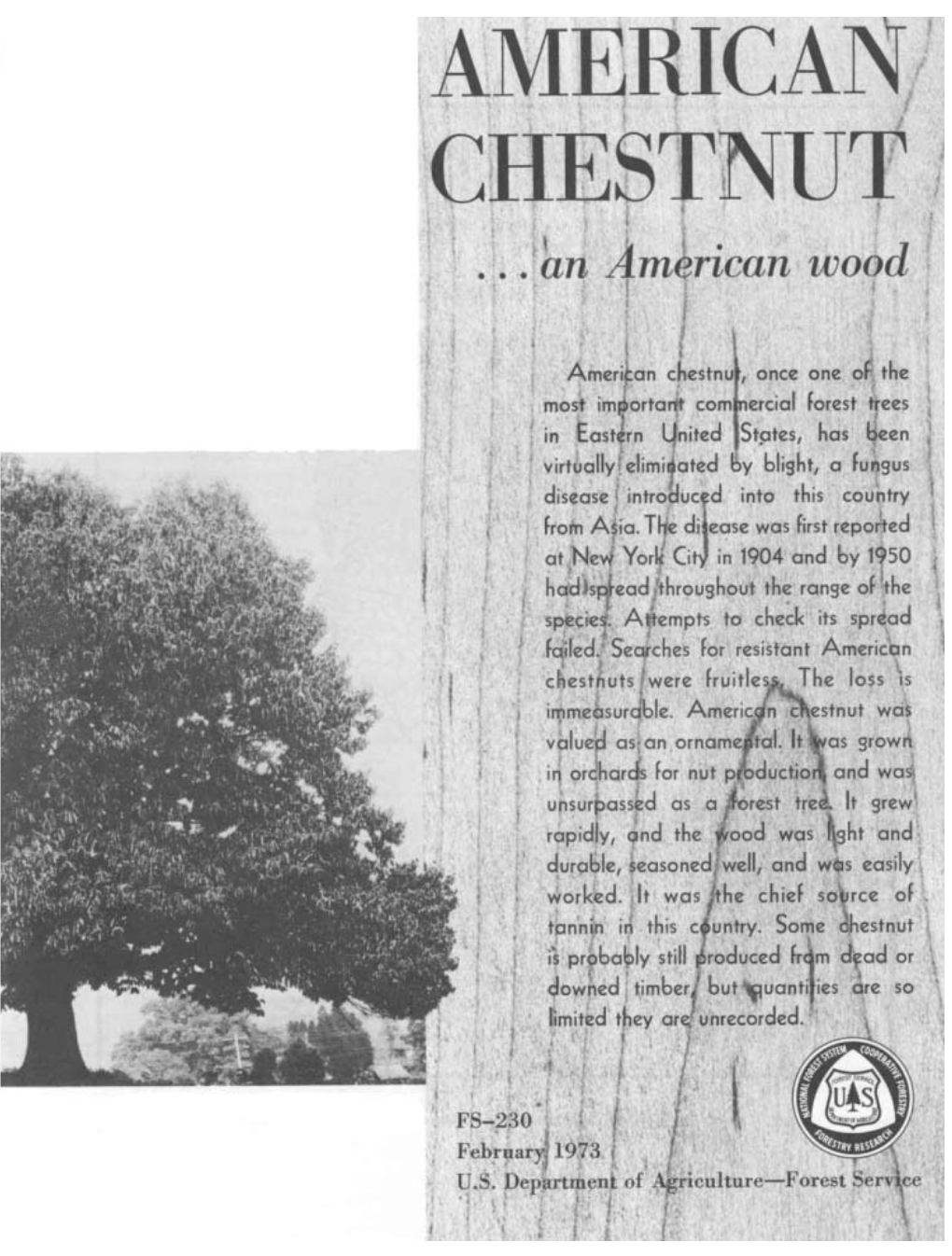 American Chestnut