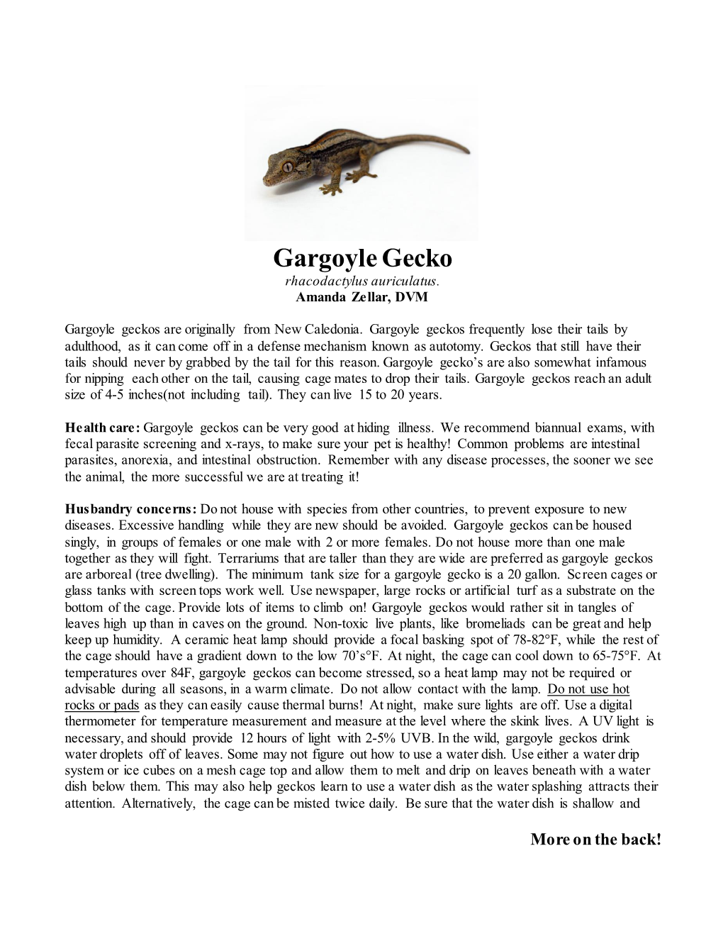Gargoyle Gecko Rhacodactylus Auriculatus