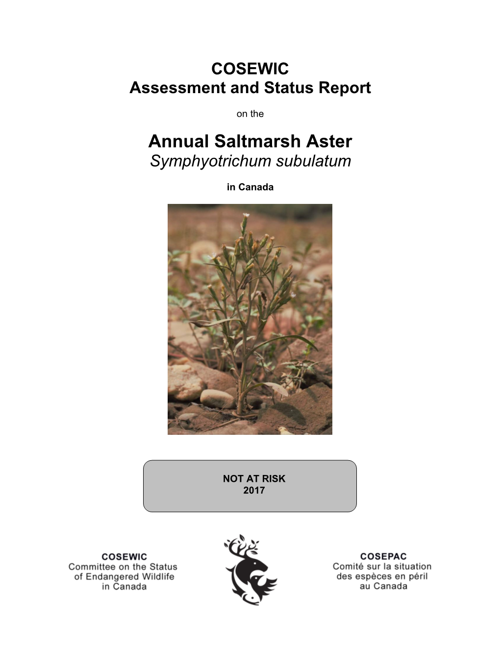Annual Saltmarsh Aster Symphyotrichum Subulatum