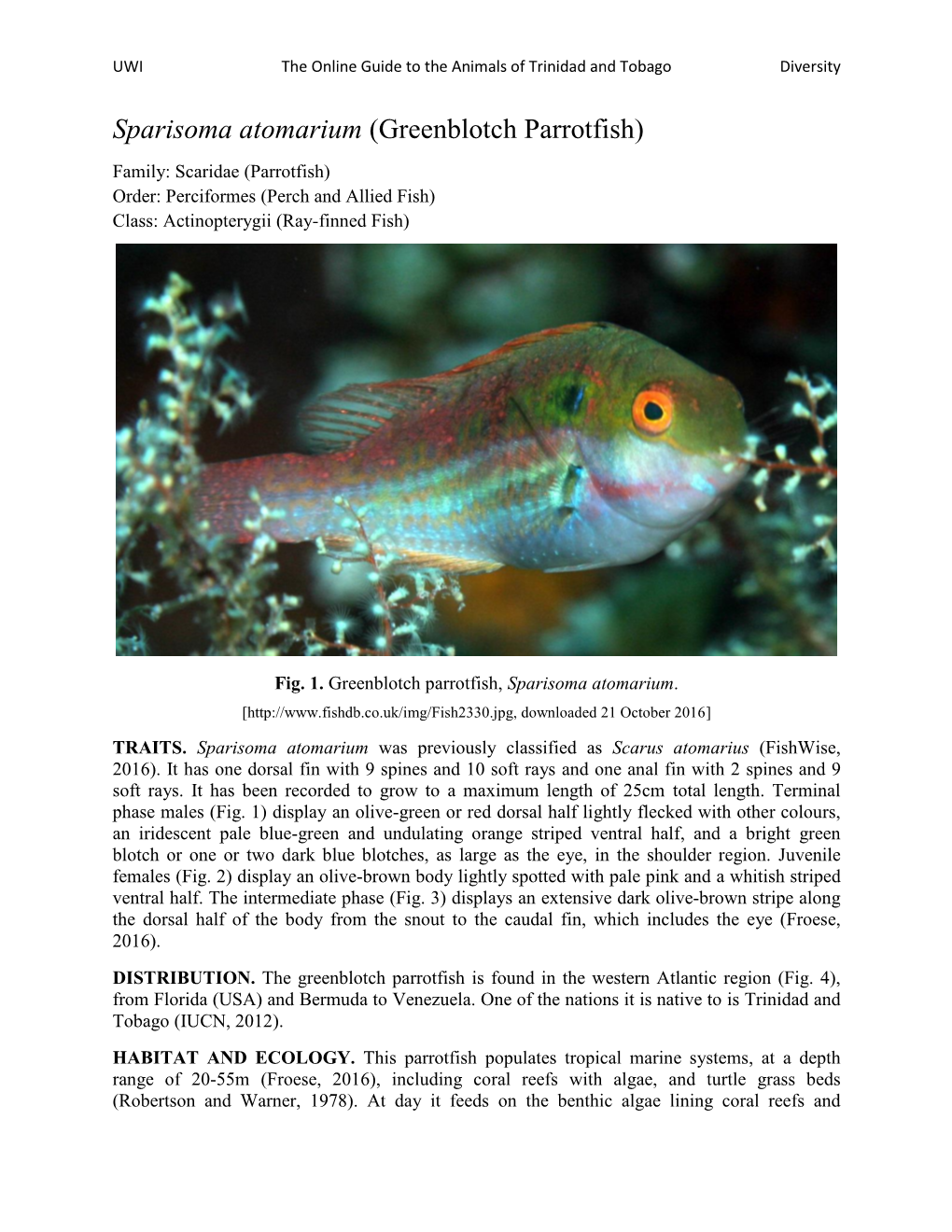 Sparisoma Atomarium (Greenblotch Parrotfish)