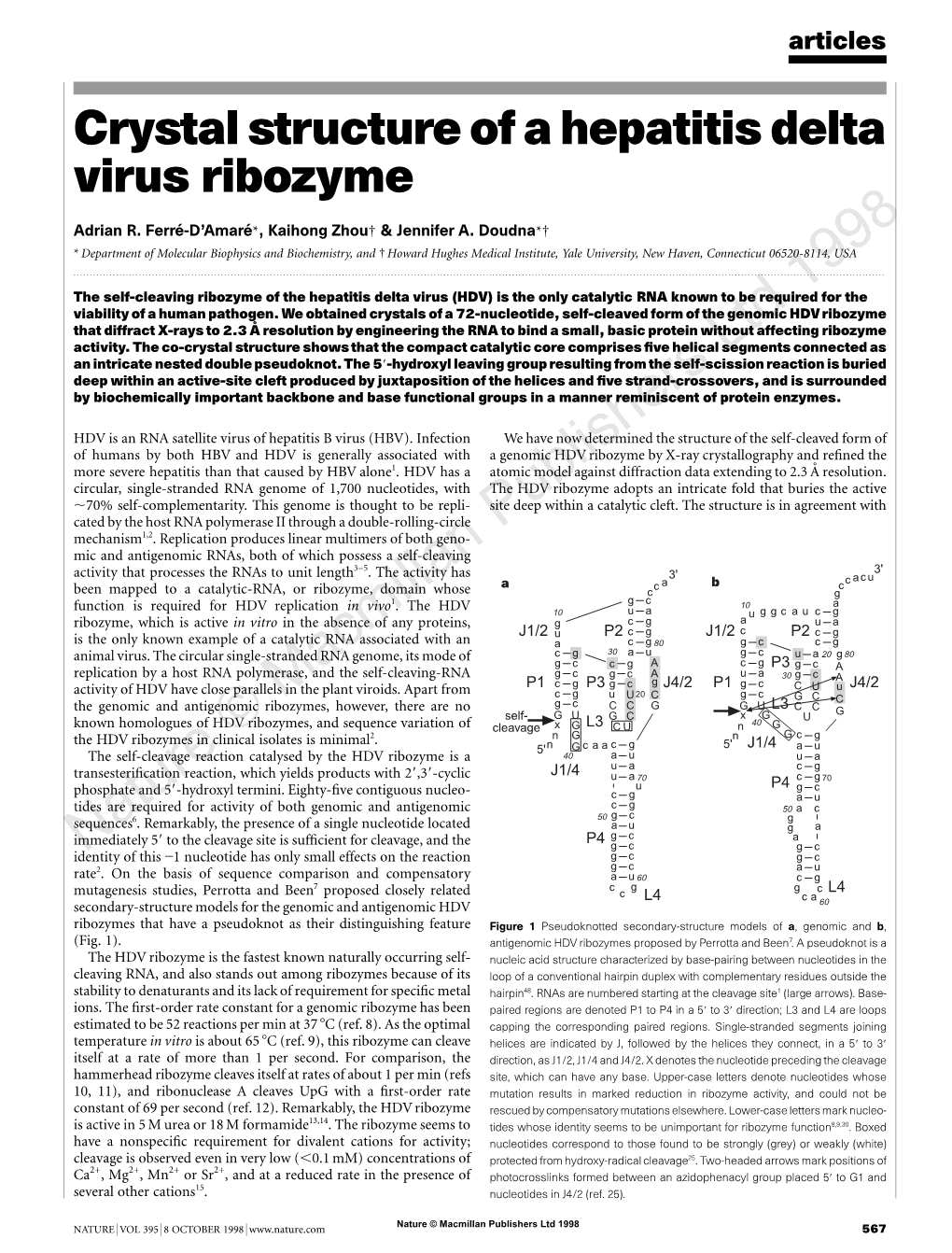 Crystal Structure of a Hepatitis Delta Virus Ribozyme