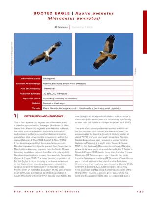 BOOTED EAGLE | Aquila Pennatus (Hieraaetus Pennatus)