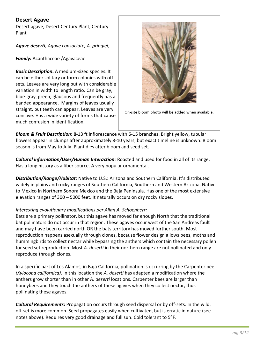 Desert Agave Desert Agave, Desert Century Plant, Century Plant