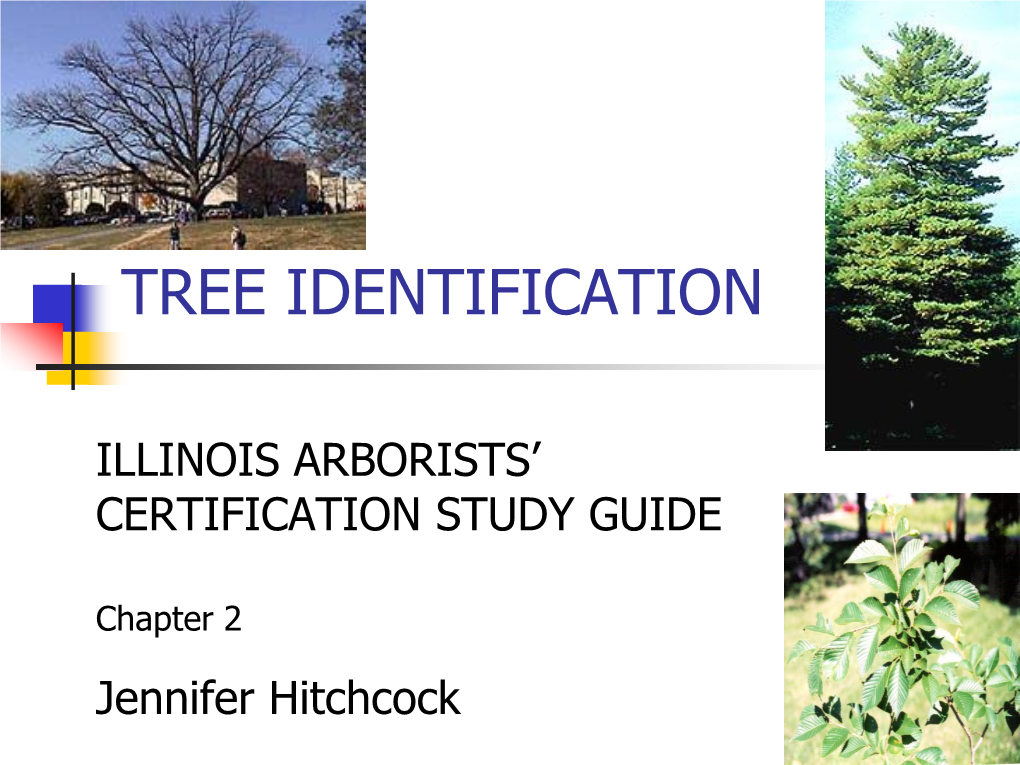 Tree Identification