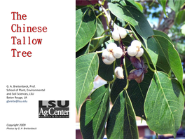 The Chinese Tallow Tree