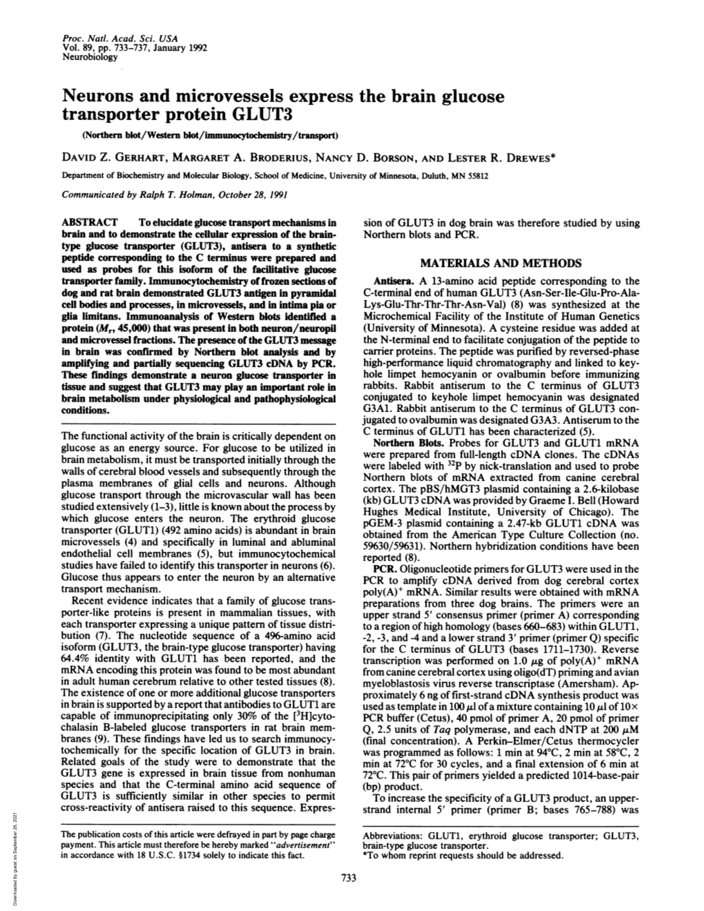 Neurons and Microvessels Express the Brain Glucose Transporter Protein GLUT3 (Northern Blot/Western Blot/Immunocytochemistry/Transport) DAVID Z