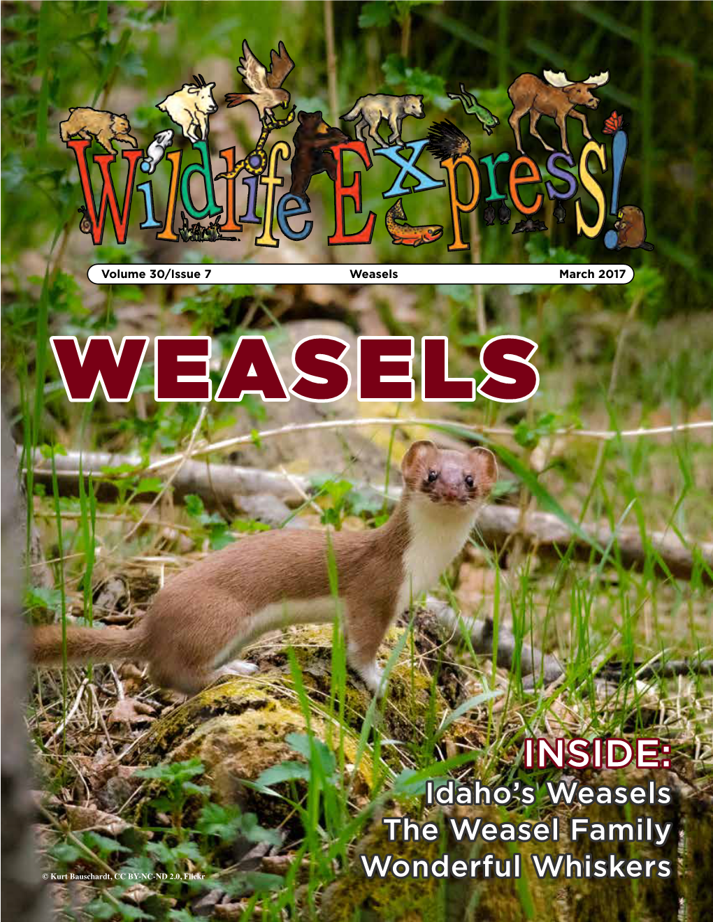 Weasels March 2017 WEASELS