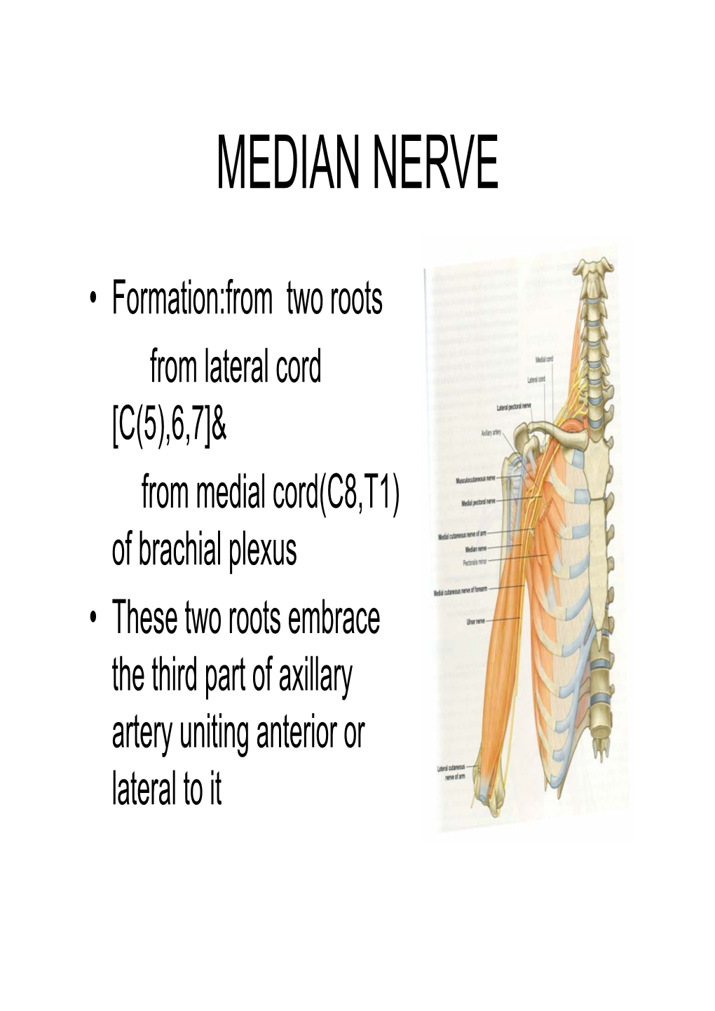 UL-Median Nerve.Pdf