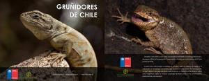 Gruñidores De Chile