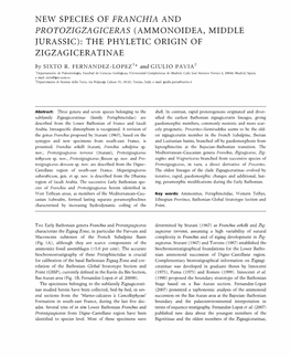 The Phyletic Origin of Zigzagiceratinae