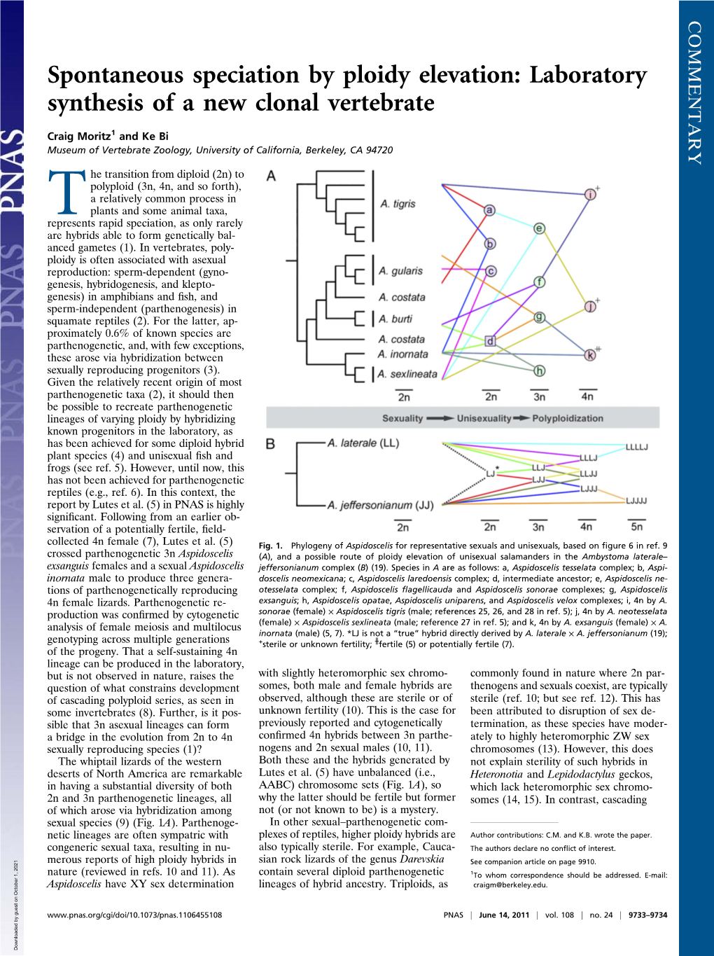 Spontaneous Speciation by Ploidy Elevation: Laboratory Synthesis of a New Clonal Vertebrate