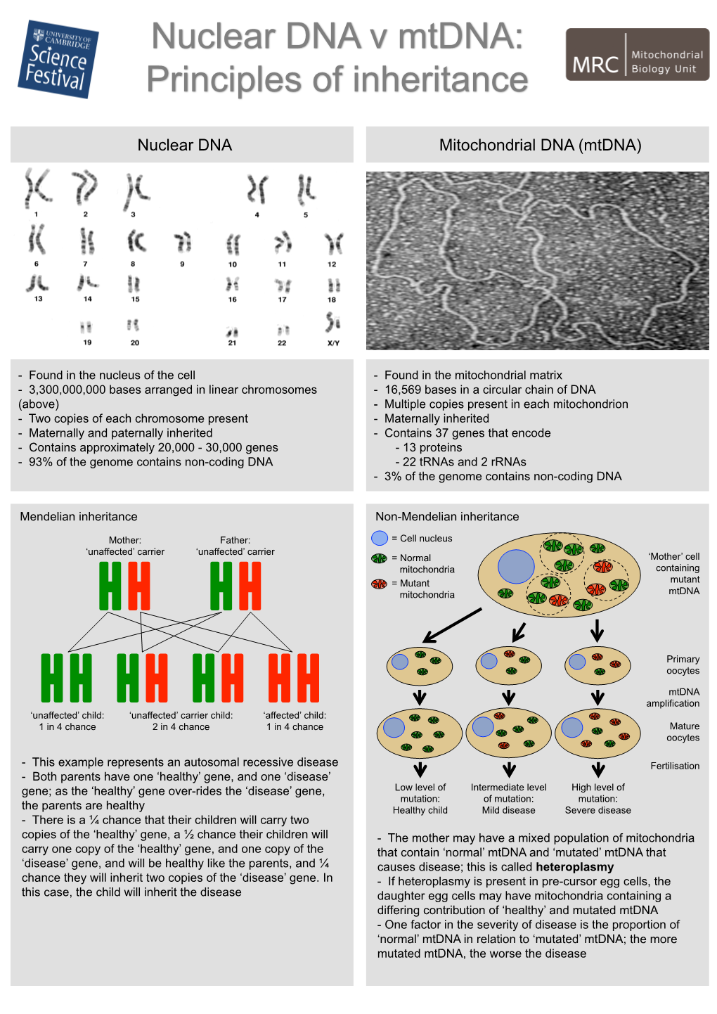 Nuclear DNA Mitochondrial DNA (Mtdna)