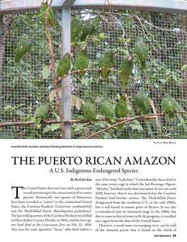 The Puerto Rican Amazon a U.S